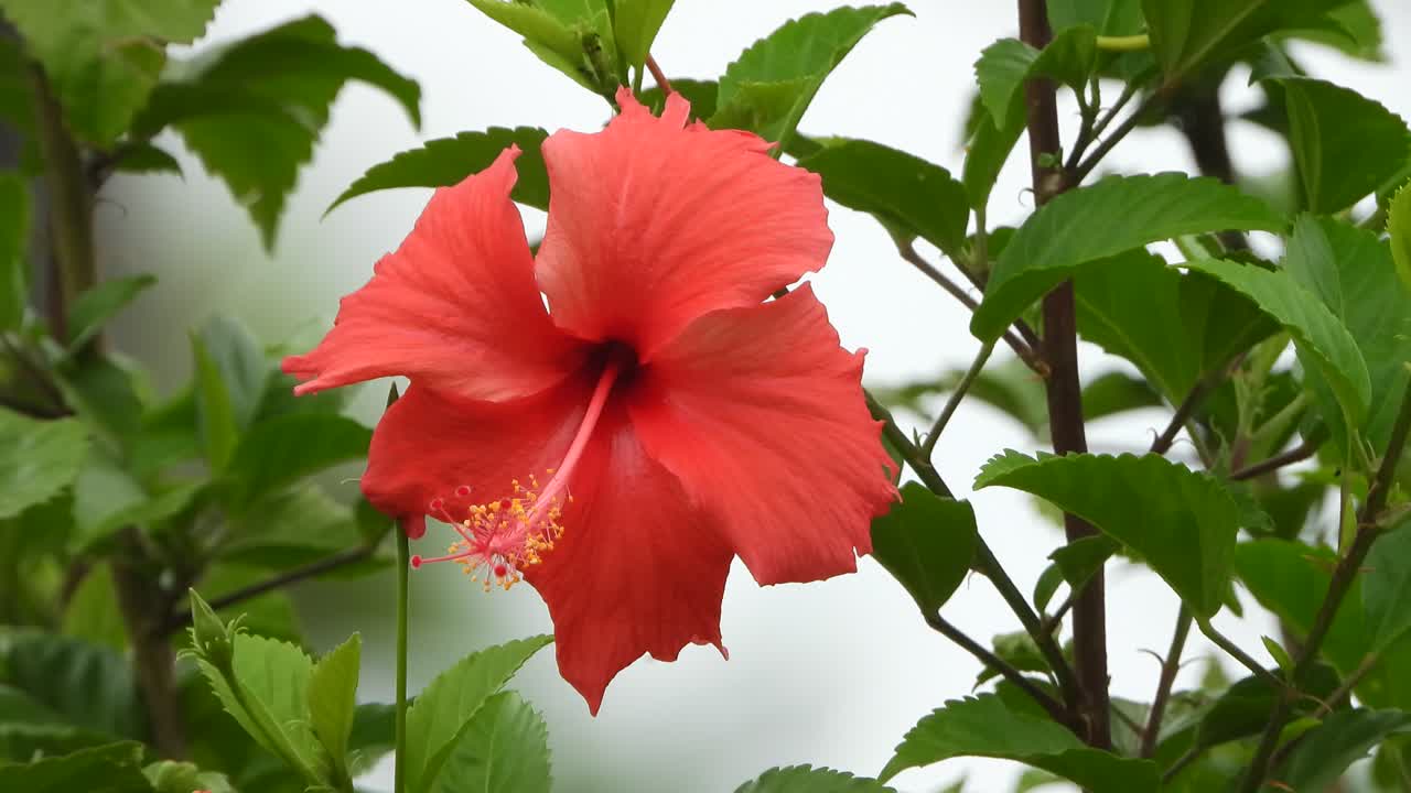planta negra - flor rosa - verde