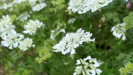 White-wildflowers-blooming-in-a-lush-green-field-on-a-sunny-day,-close-up