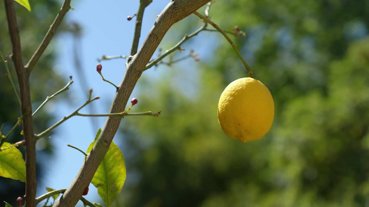 Slow establishing shot of bright yellow lemons growing on a tree with blue skies