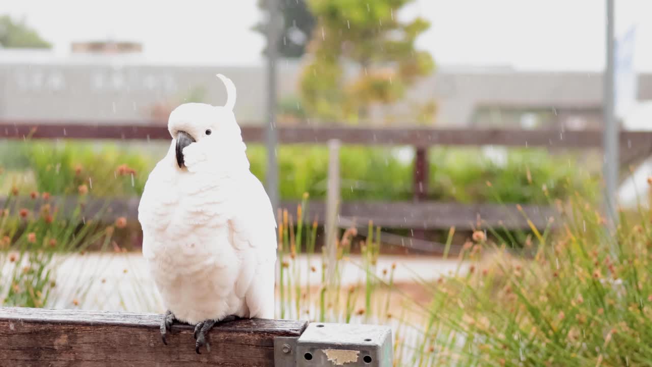 로른 의 울타리 에 앉아 있는 카카투