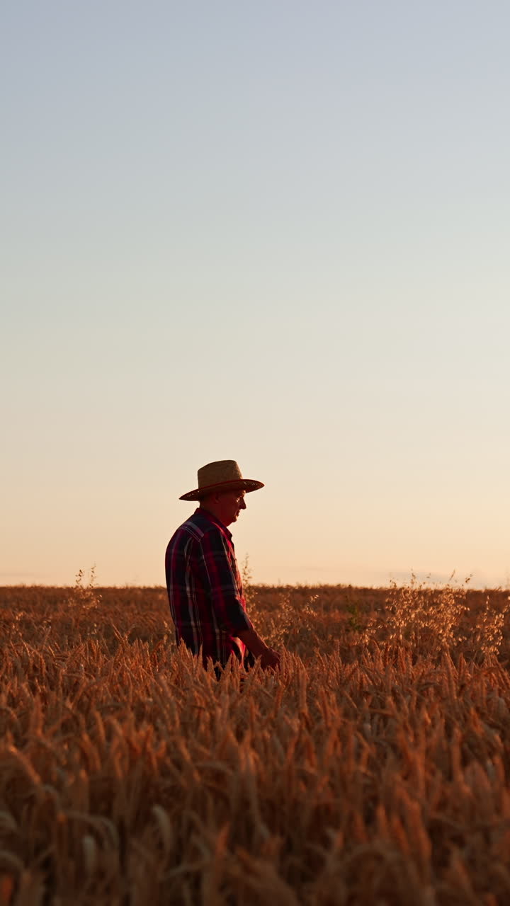 Male adult farmer in a straw hat walks by the field of ripe wheat. Preparation for harvesting season in farmlands. Vertical video