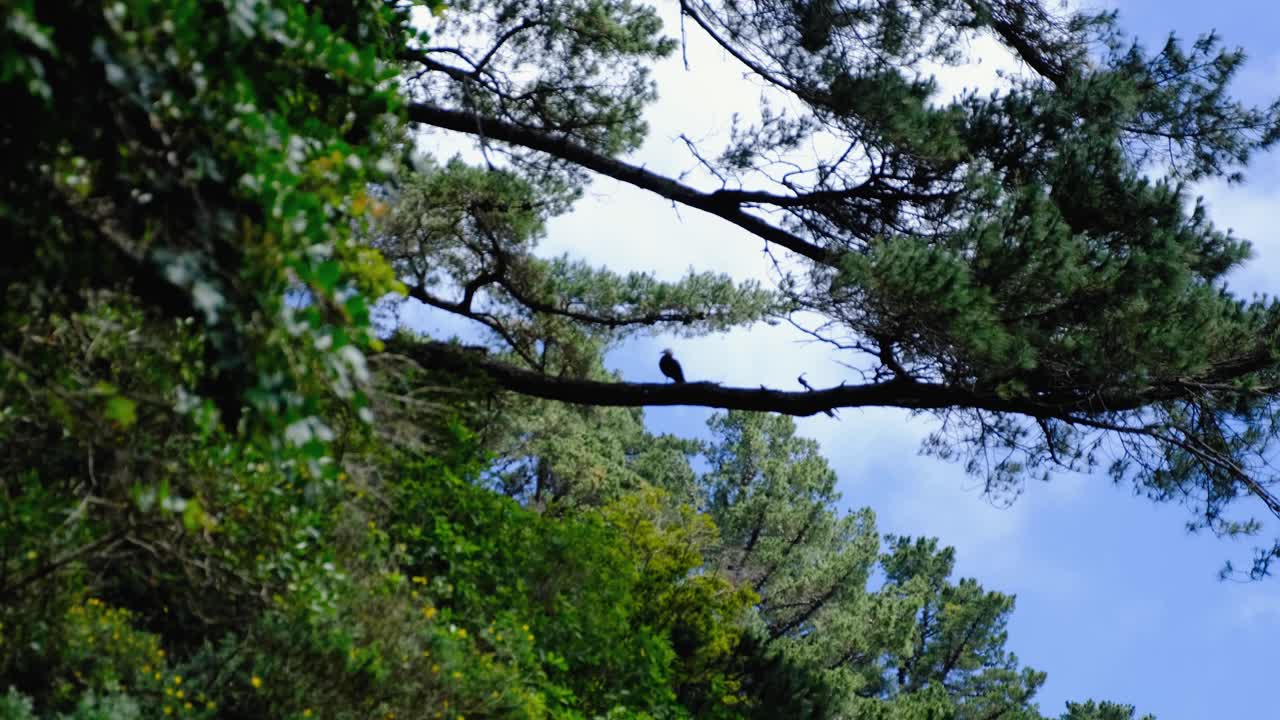 Putangitangi Paradise Shelduck on tree branch calling for bird mate in Zealandia Te Māra a Tāne, Wellington New Zealand Aotearoa