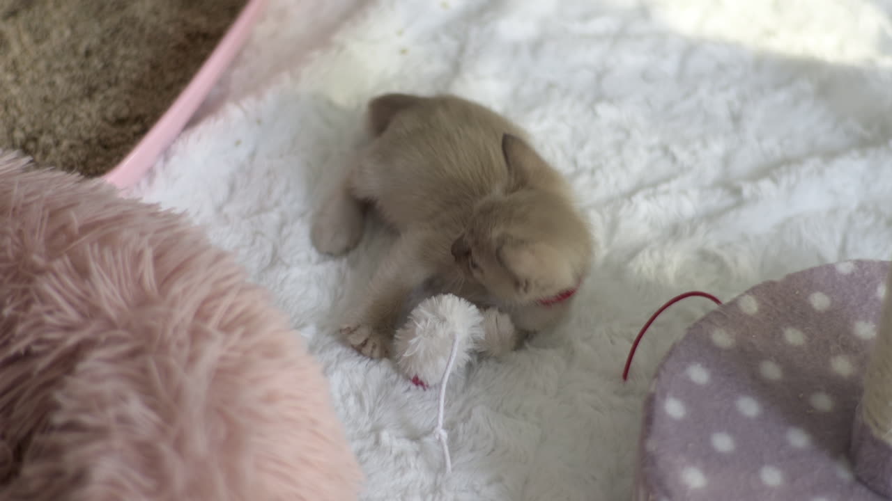 아름다운 톤키네즈 새끼 고양이가 장난감 와 함께 놀고 있다