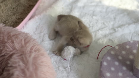 beautiful tonkinese kitten plays with a toy mouse