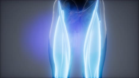 músculos del muslo - mapa de anatomía muscular visible
