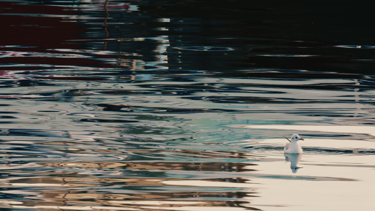 A solitary bird floating on gently rippling water with soft reflections and dark background