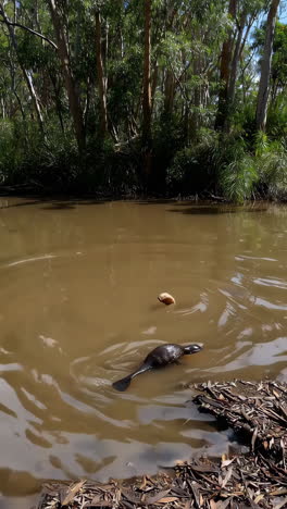 platypus swimming in a river
