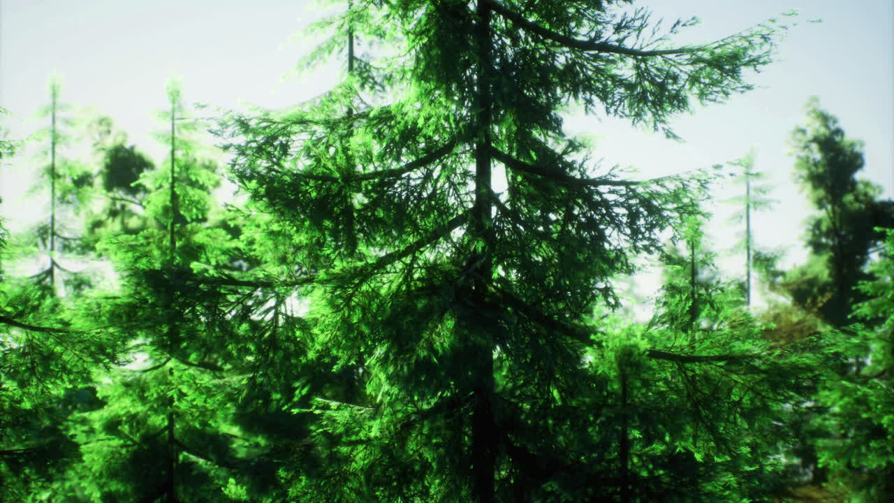 Dense green forest with tall trees under bright sunlight in nature