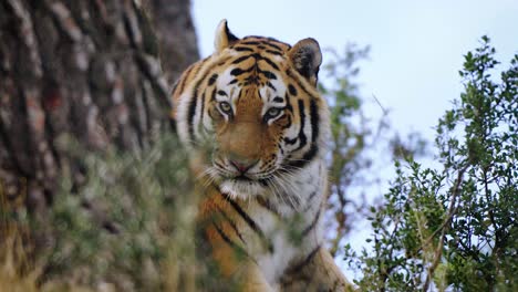 Increíble-Toma-De-Un-Tigre-Majestuoso-Que-Pone-Los-Ojos-En-Algo-En-El-Bosque-Y-Se-Levanta-Para-Investigar