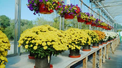 una fila de flores en el mostrador en el tiro nurserysteadicam