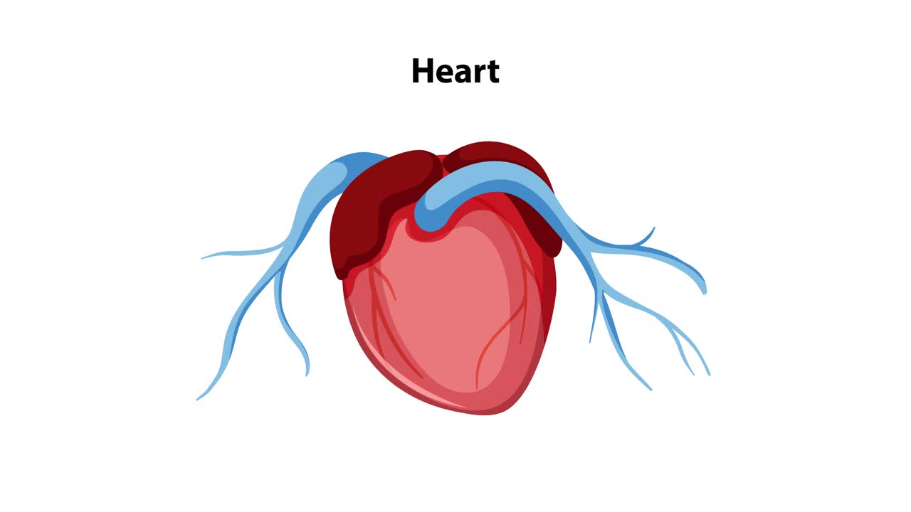 Animation transitions from a full-body anatomical diagram to a detailed close-up of the human heart, using smooth zoom and highlight effects on a black background
