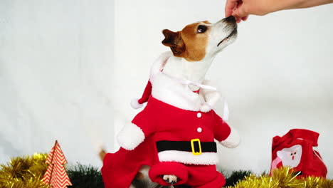 Un-Perrito-Festivo-Vestido-Con-Traje-De-Papá-Noel-Para-Navidad-Recibe-Un-Regalo-Del-Dueño