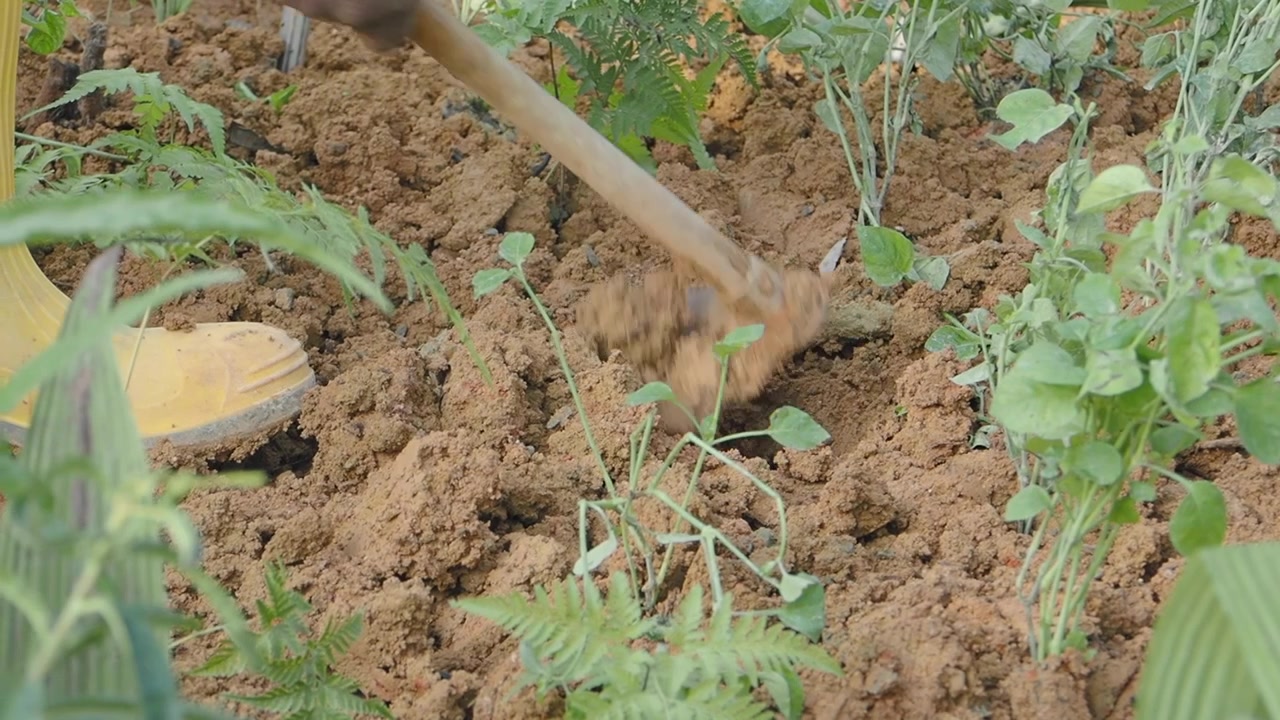 Mano di contadino che scava la terra con una zappa