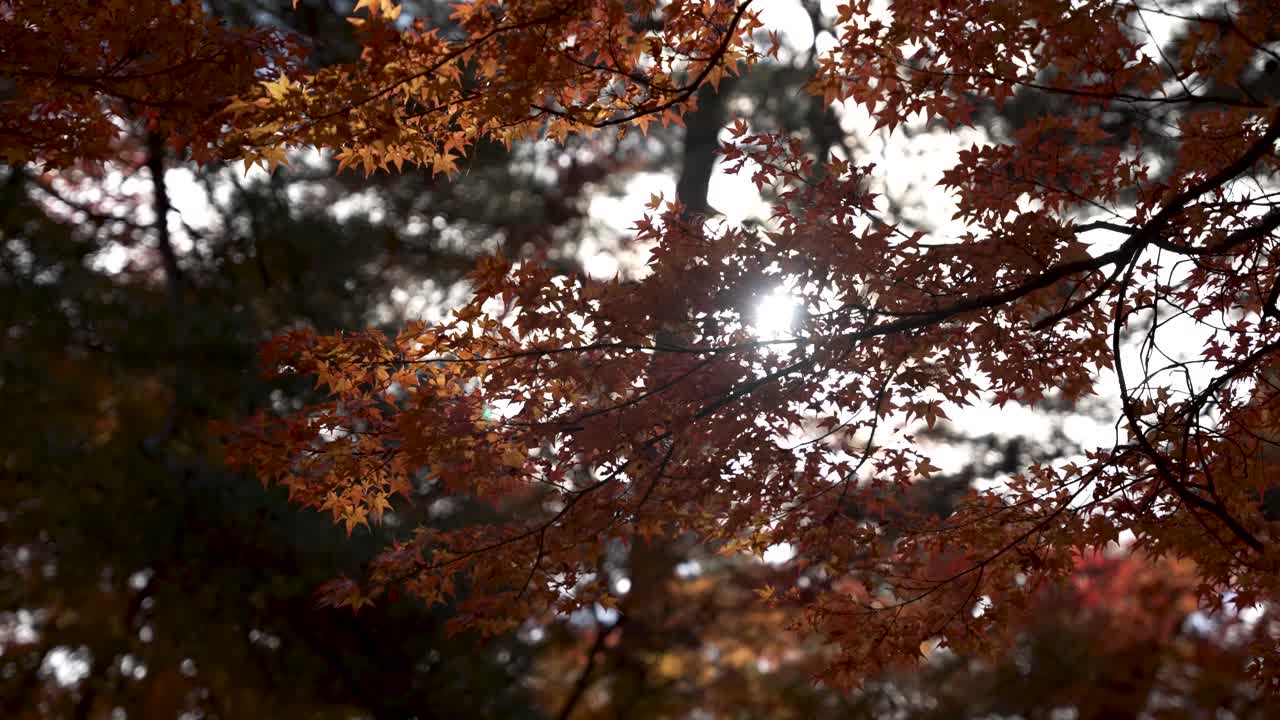 Golden autumn leaves of a Japanese maple tree with sun shining through branches