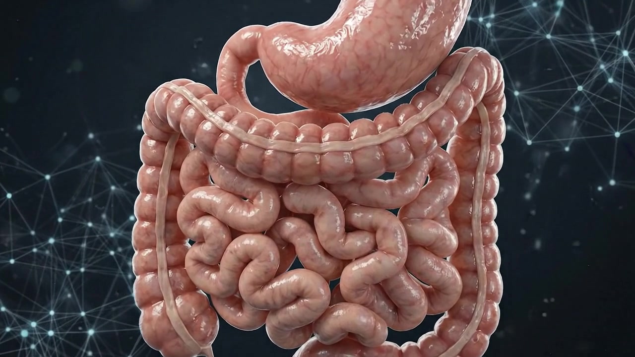 3D Medical Animation of Human Digestive System