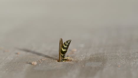 avispa alfarera limpiando su nido en un agujero de madera de escombros