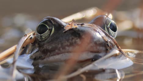 brown frog (rana temporaria) close-up in a pond.