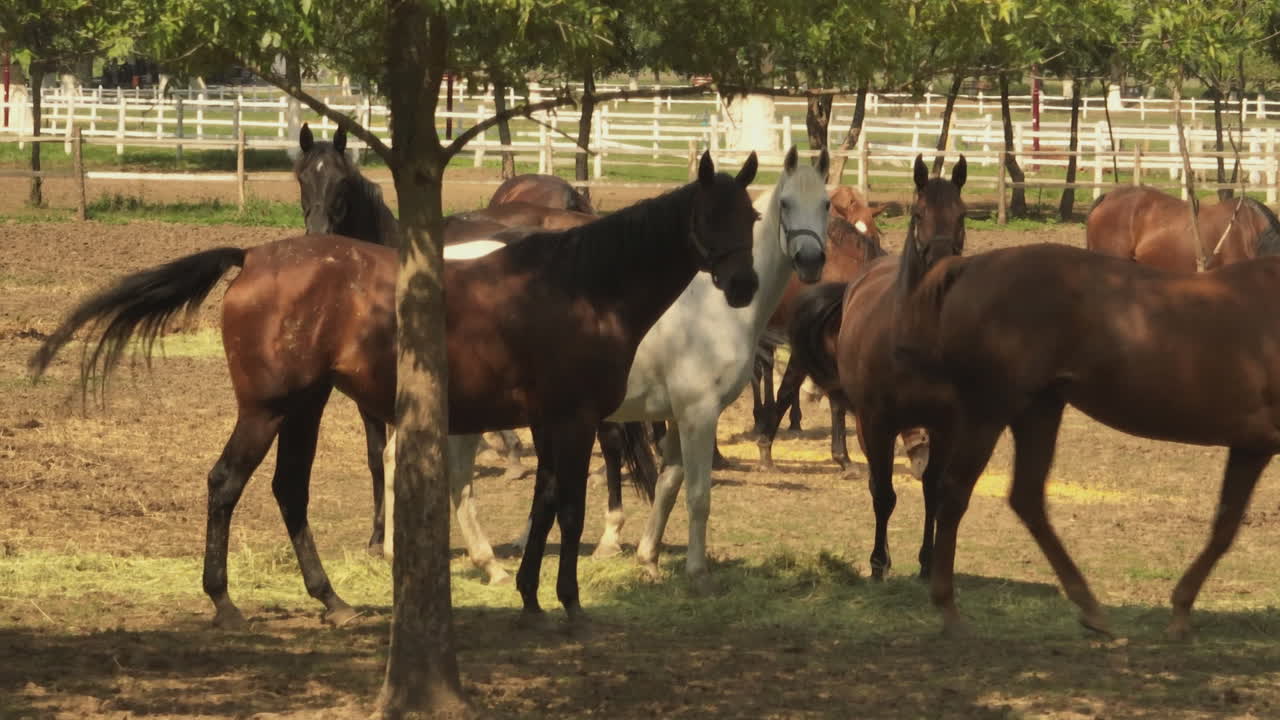 caballos en un pasto
