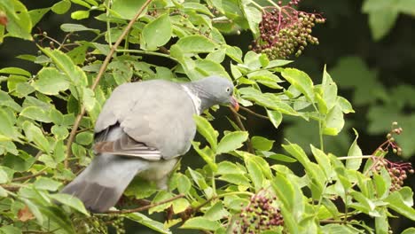 common wood pigeon in a elderberry bush balancing its weight on a branch while picking and eating the ripe black berries reaching below and almost falling from that position