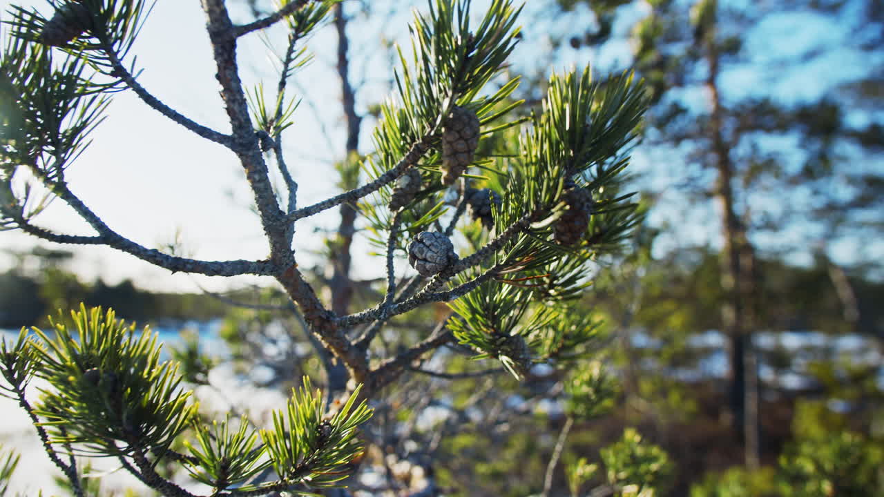Sunlit pines on a pine tree during winter sunrise. Nordic nature, Estonia. Concept of clean nature and green environment