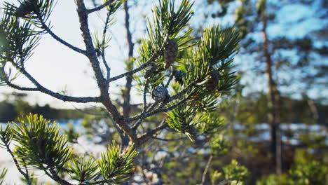 sunlit pines on a pine tree during winter sunrise. nordic nature, estonia. concept of clean nature and green environment