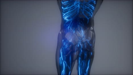 blood vessels of human body