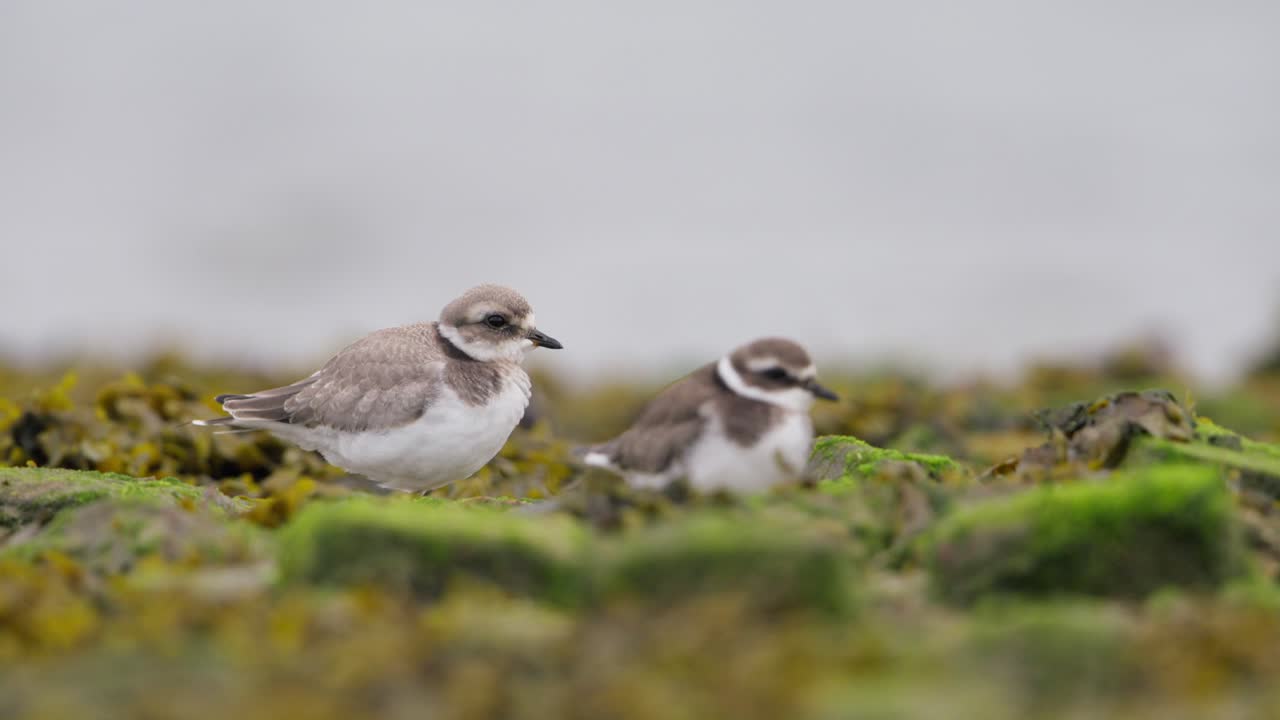 две песчаные трубы на скалистом берегу