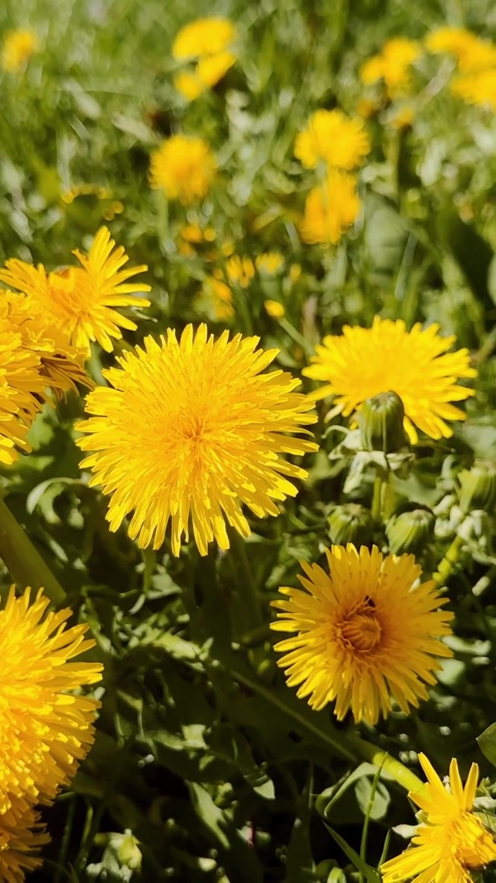 Primo piano verticale di denti di leone (Taraxacum officinale) che sbocciano in piena luce solare, con capolini gialli, foglie verdi del prato e un morbido bokeh del prato.