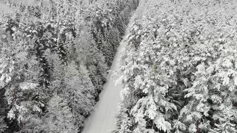 Snowy-Christmas-tree-_-Snow_Tree_Winter_Coldwinter_BeautifulWinter_Droneshots