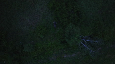 birds eye drone shot over a moose, walking in a gloomy forest in finland