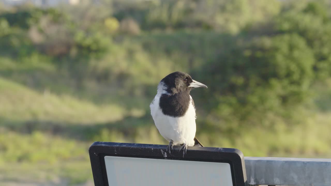 A magpie sits on a sign in a sunny, green landscape. The camera captures the bird's movements and surroundings