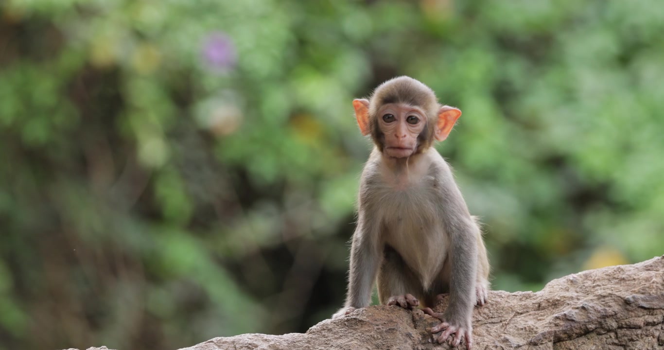 Macaques in nature. Macaques constitute a genus (Macaca) of gregarious monkeys. Macaques are found in a variety of habitats throughout the Asian continent and are highly adaptable.