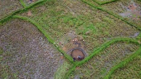 Geese-deployed-into-rice-fields-to-control-weeds-and-pests,-Bali