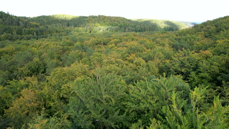 Fliegen-über-Dichten-Wald-Mit-Baumwipfeln-Im-Frühen-Herbstlaub