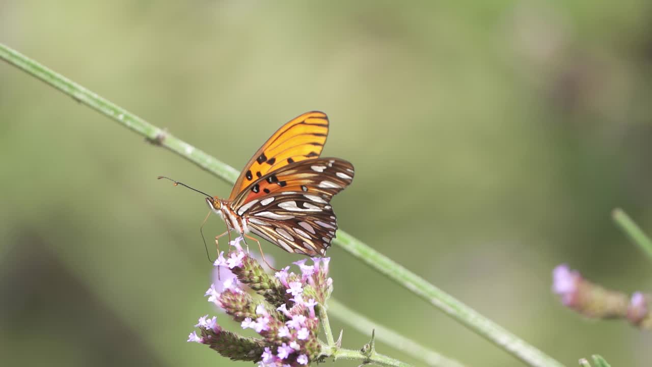 foto de perfil de una mariposa fritillary del golfo posando sobre una flor y alimentándose con néctar