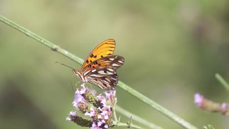 Profilaufnahme-Eines-Golf-Scheckenfalters,-Der-Auf-Einer-Blume-Posiert-Und-Sich-Mit-Nektar-Ernährt