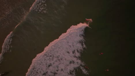 snapper rocks 4k sunset drone footage