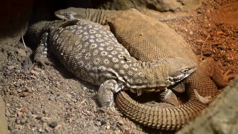 monitor de cola espinosa, también conocido como especie australiana de lagarto de cola de cresta