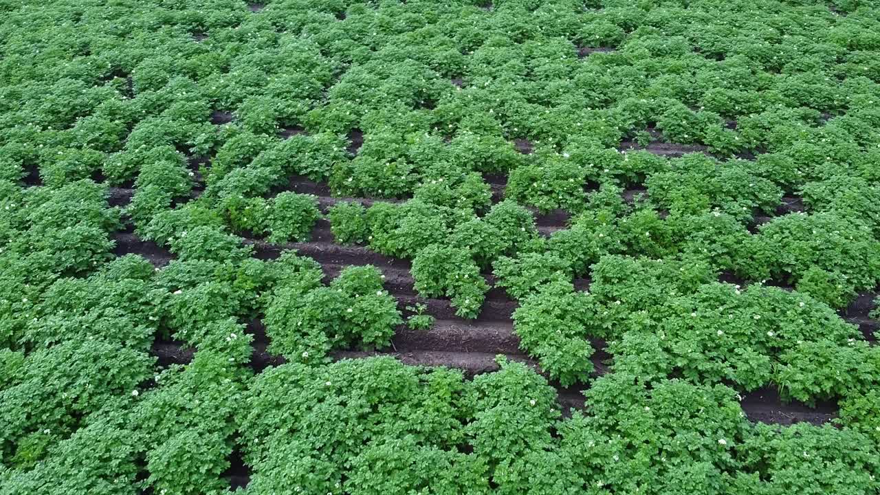 cerrar el campo de patatas con cultivos que florecen en verano
