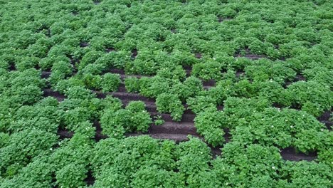 close up potato field with crops blossoming in summer