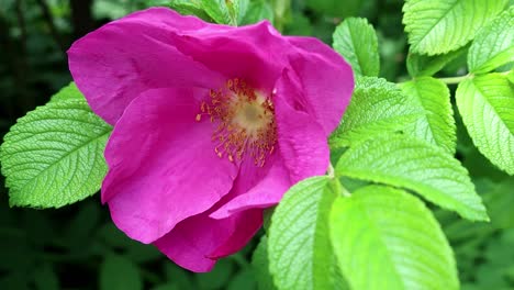 Rugosa-Rosen-Rosa-Rugrsa-Sind-Sehr-Charakteristische-Rosen,-Die-Aus-Der-Kreuzung-Von-R