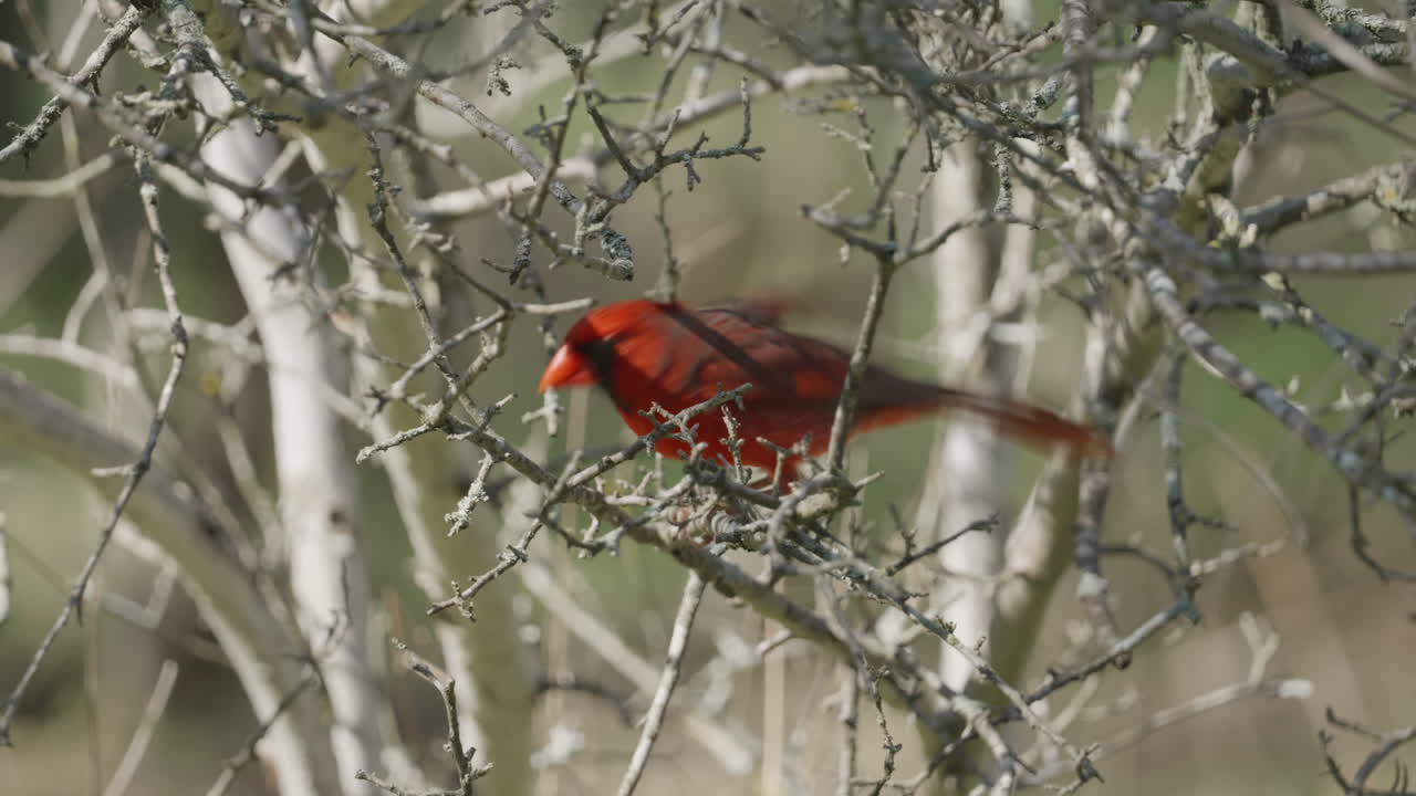 Northern Cardinal perching in a tree and jumping away - cardinalis cardinalis