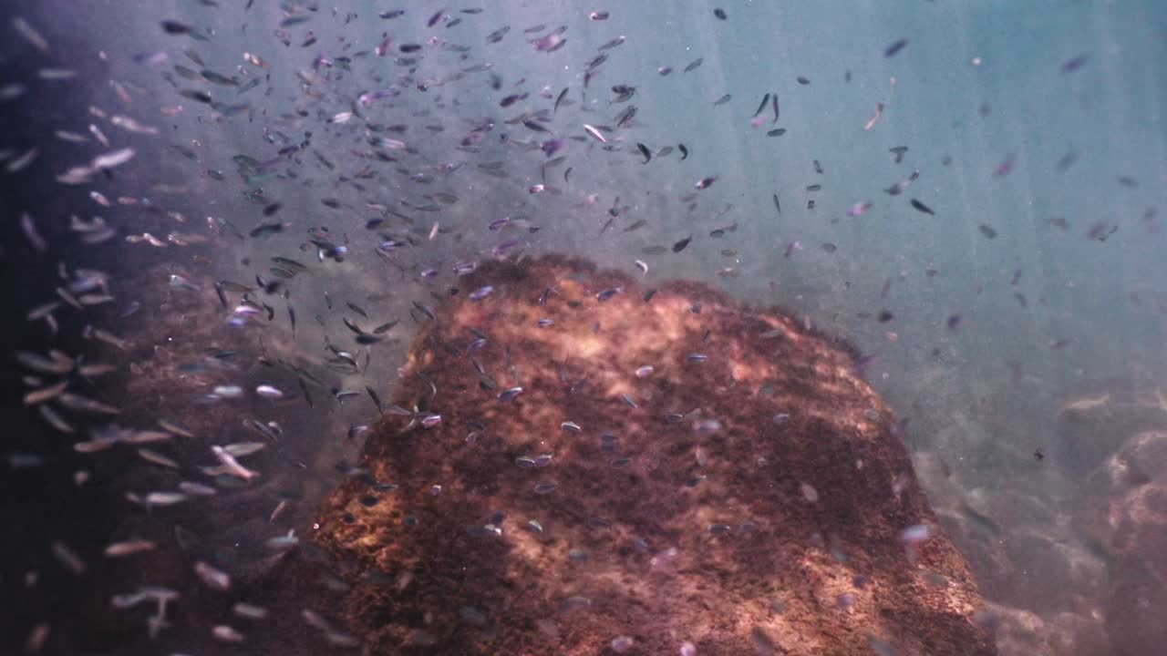 물 에 있는 물고기 무리