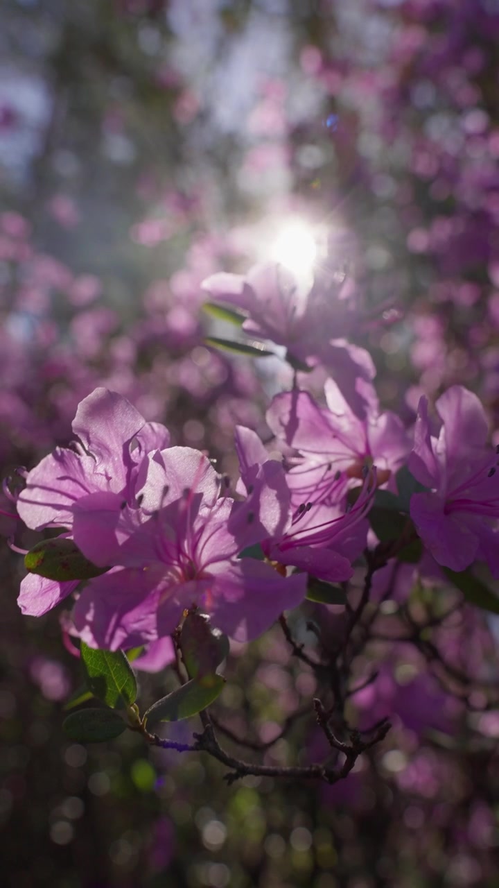 Soft sunlight glows through blooming purple flowers. Petals shimmer with delicate, vivid hues. Branches frame the scene with green leaves. Spring's vibrant beauty fills the air
