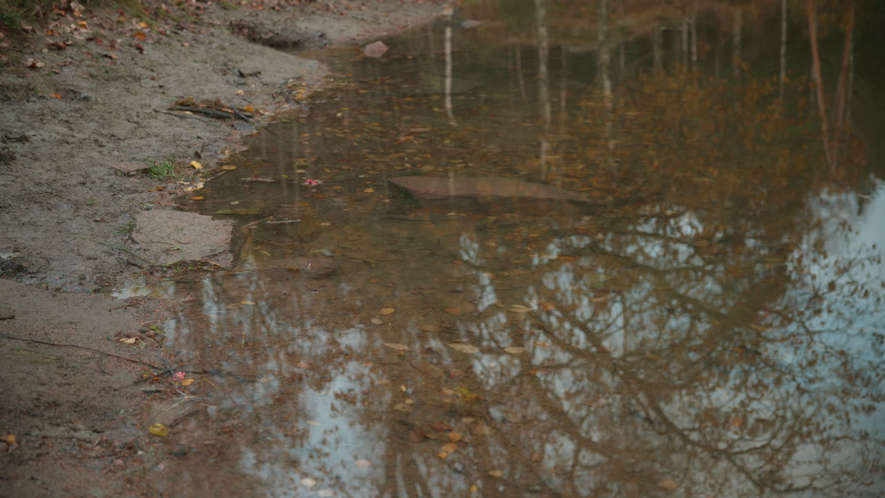 Water rippling calmly into the little beach at the edge of a lake