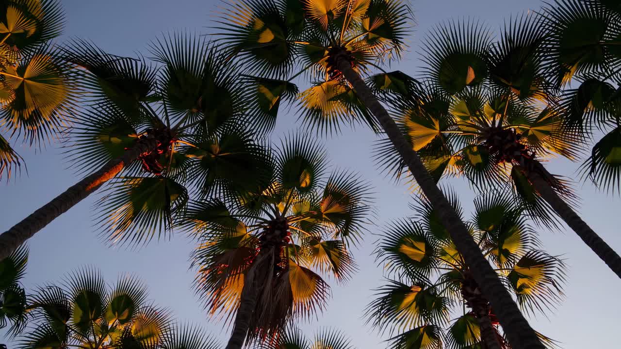 Video con angolazione dal basso che riprende palme stagliate contro un cielo crepuscolare.