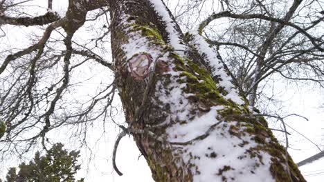 thick snow on trunk of tree, close tilt up