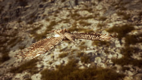 disparo en cámara lenta extrema del águila