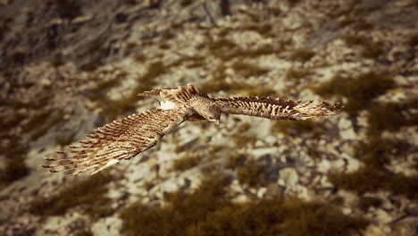 extreme slow motion shot of eagle