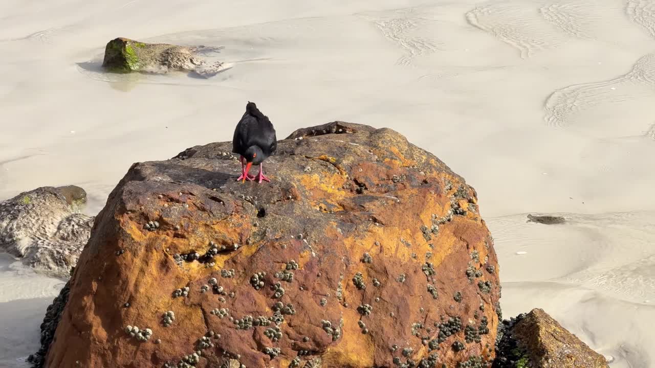 Seabird bird, oyster catcher feeding on muscles